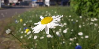 Swansea soaks up burst of wildflower colour this summer