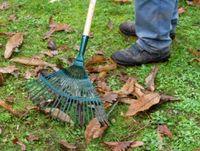 Image of someone raking autumn leaves